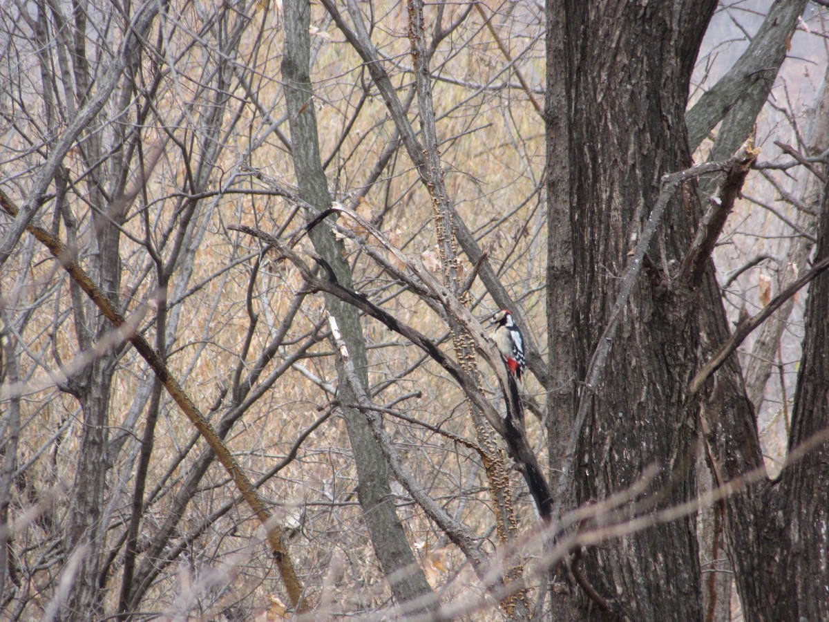 Great Spotted Woodpecker - ML647038690