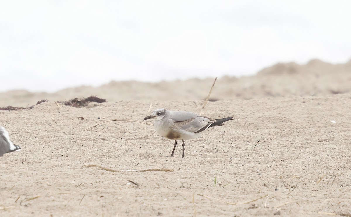 ワライカモメ - ML647038692