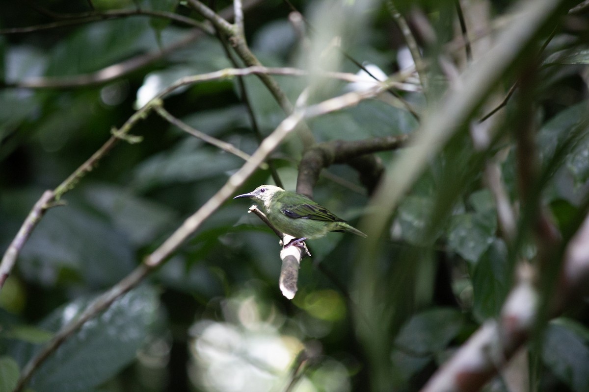 Red-legged Honeycreeper - ML647038693
