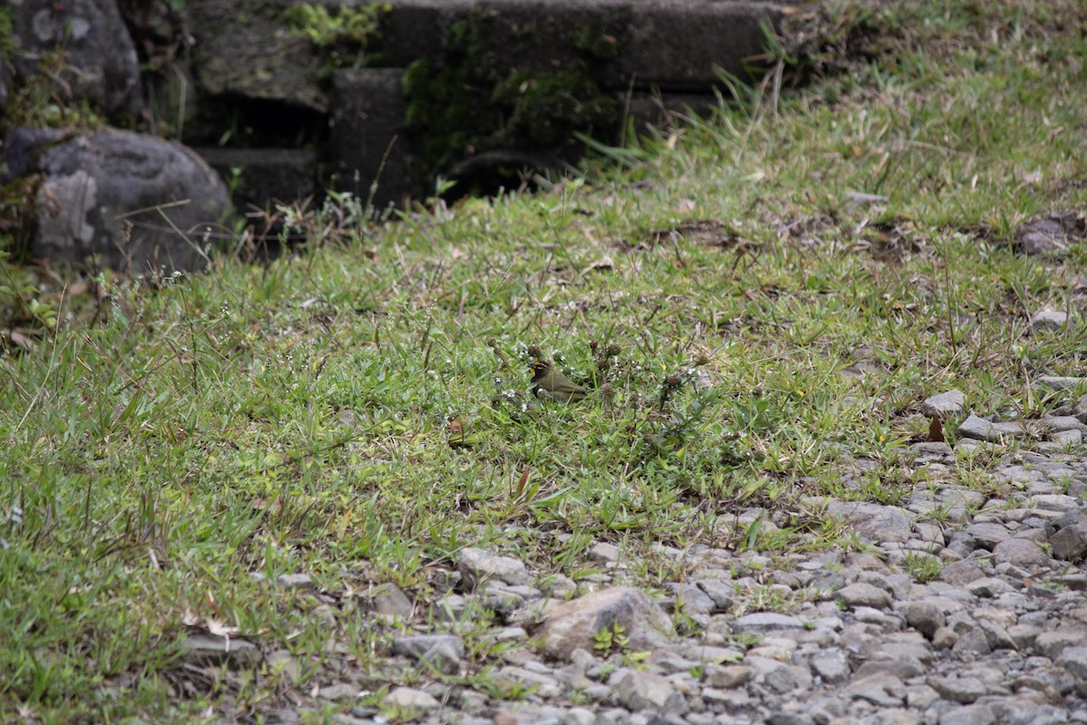 Tiaris grand-chanteur - ML647038712