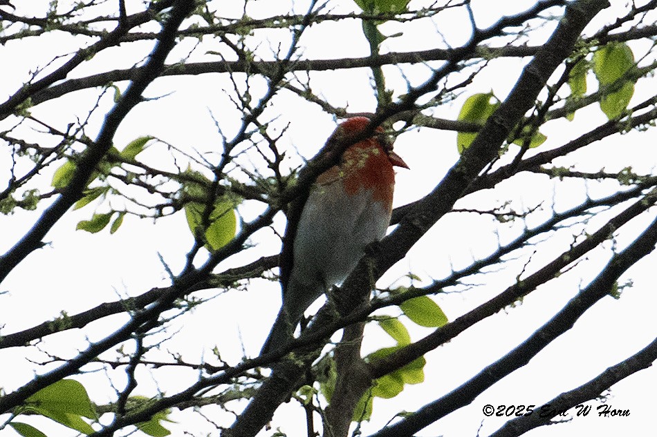Red-headed Weaver - ML647038731