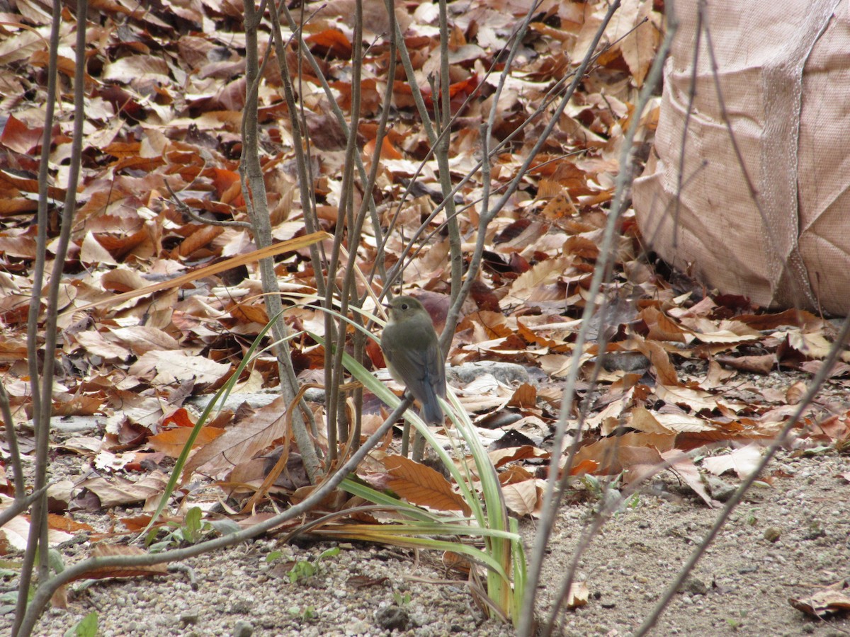 Red-flanked Bluetail - ML647038741