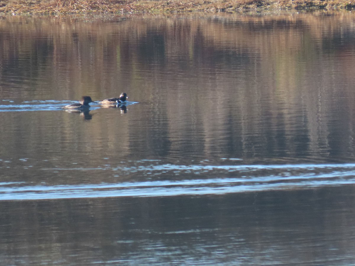 Hooded Merganser - ML647038742