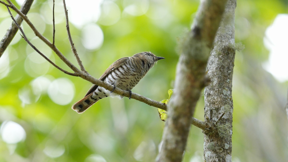 pygmégjøk - ML647038762