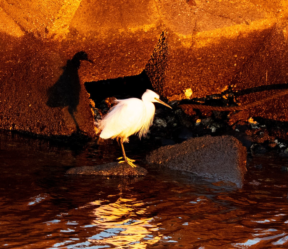 Чепура мала - ML647038770