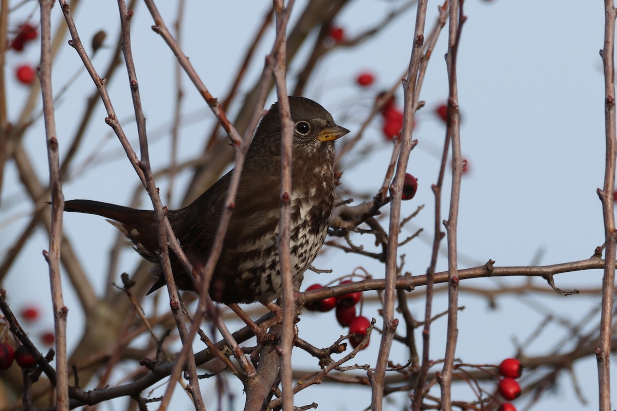 Fox Sparrow - ML647038772