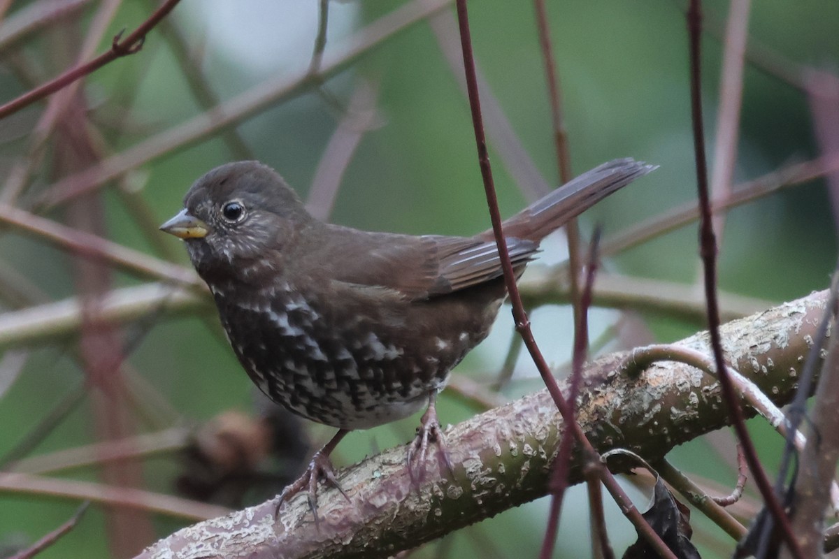 Fox Sparrow - ML647038773
