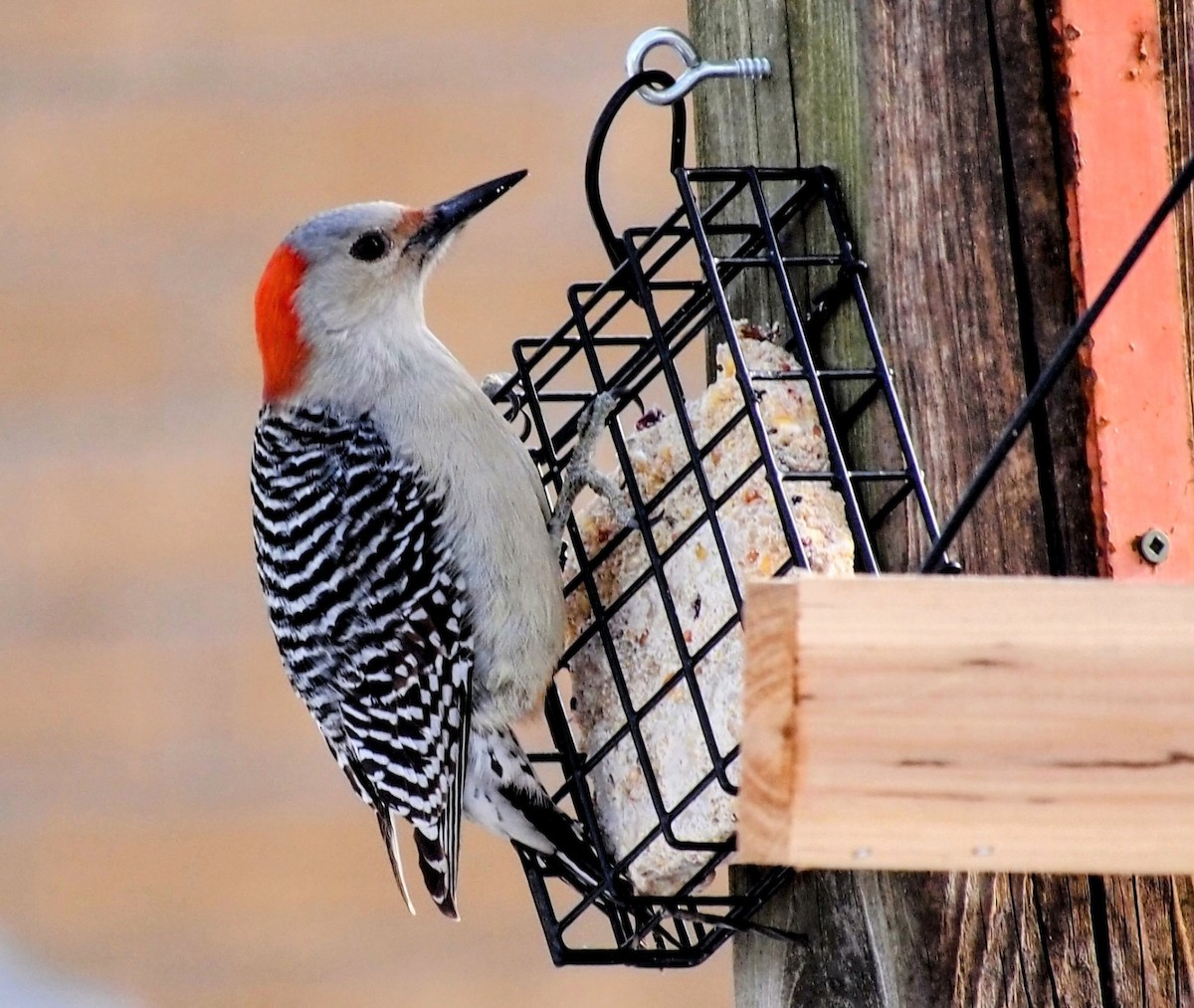 シマセゲラ - ML647038777