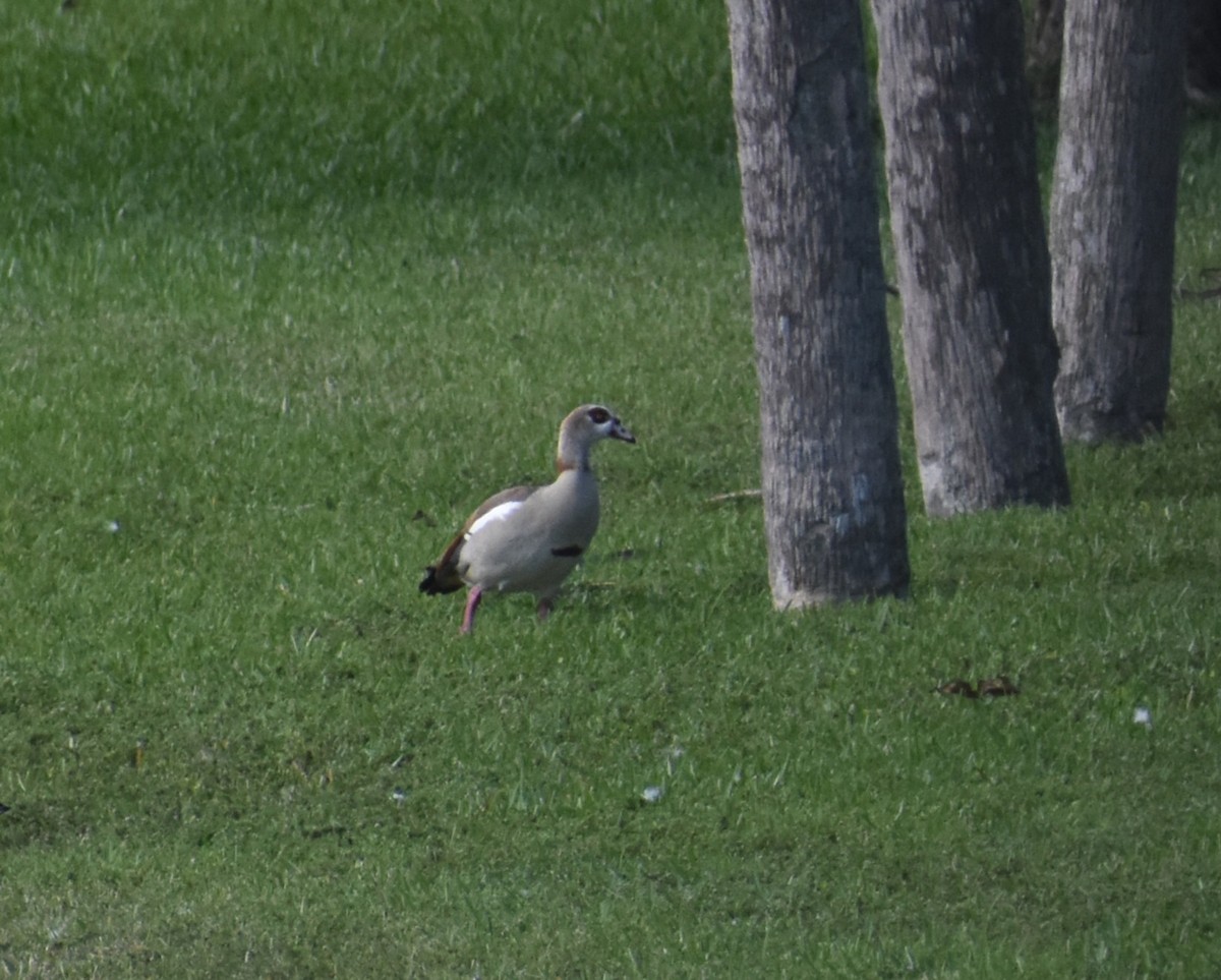 husice nilská - ML647038779