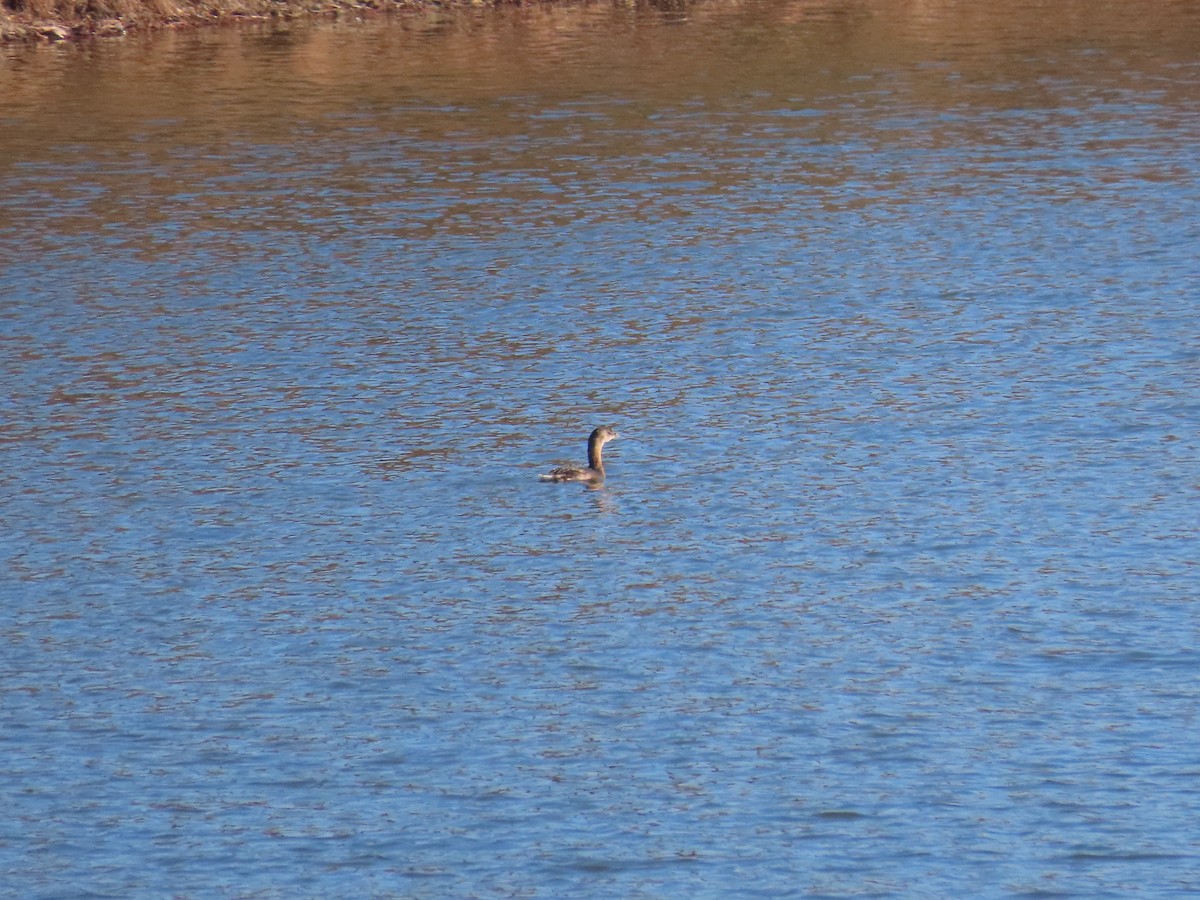 Pied-billed Grebe - ML647038780