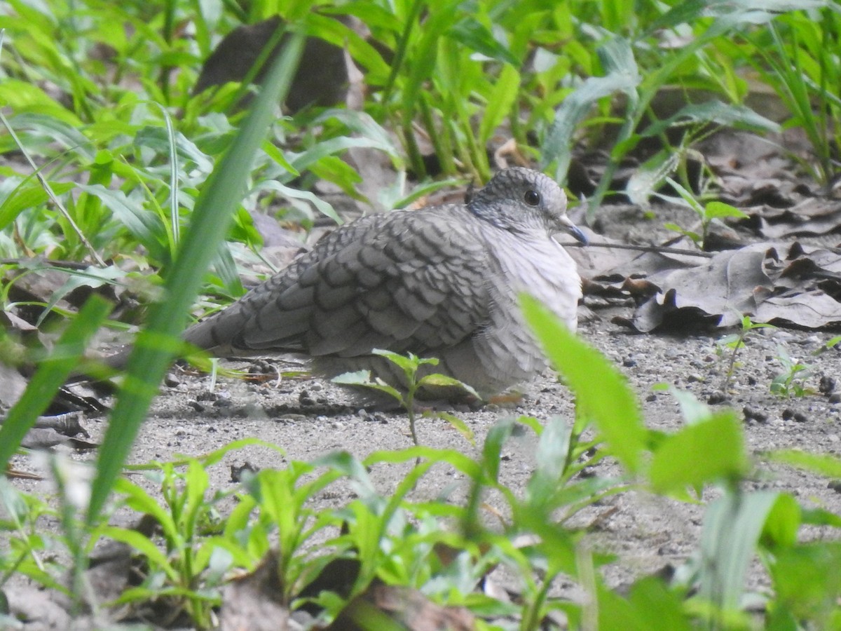 holoubek mexický - ML647038783