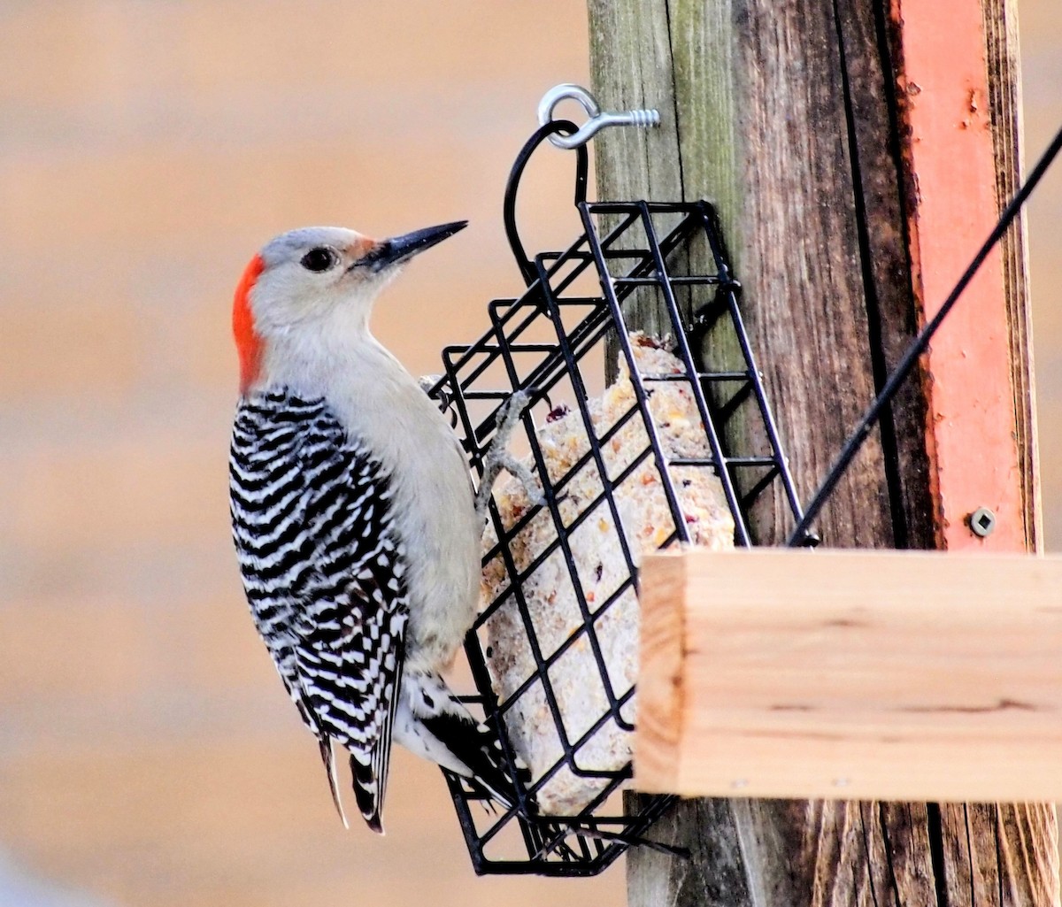 シマセゲラ - ML647038785