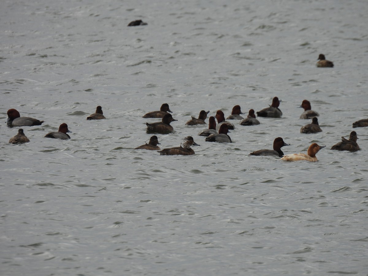 Попелюх американський - ML647038789