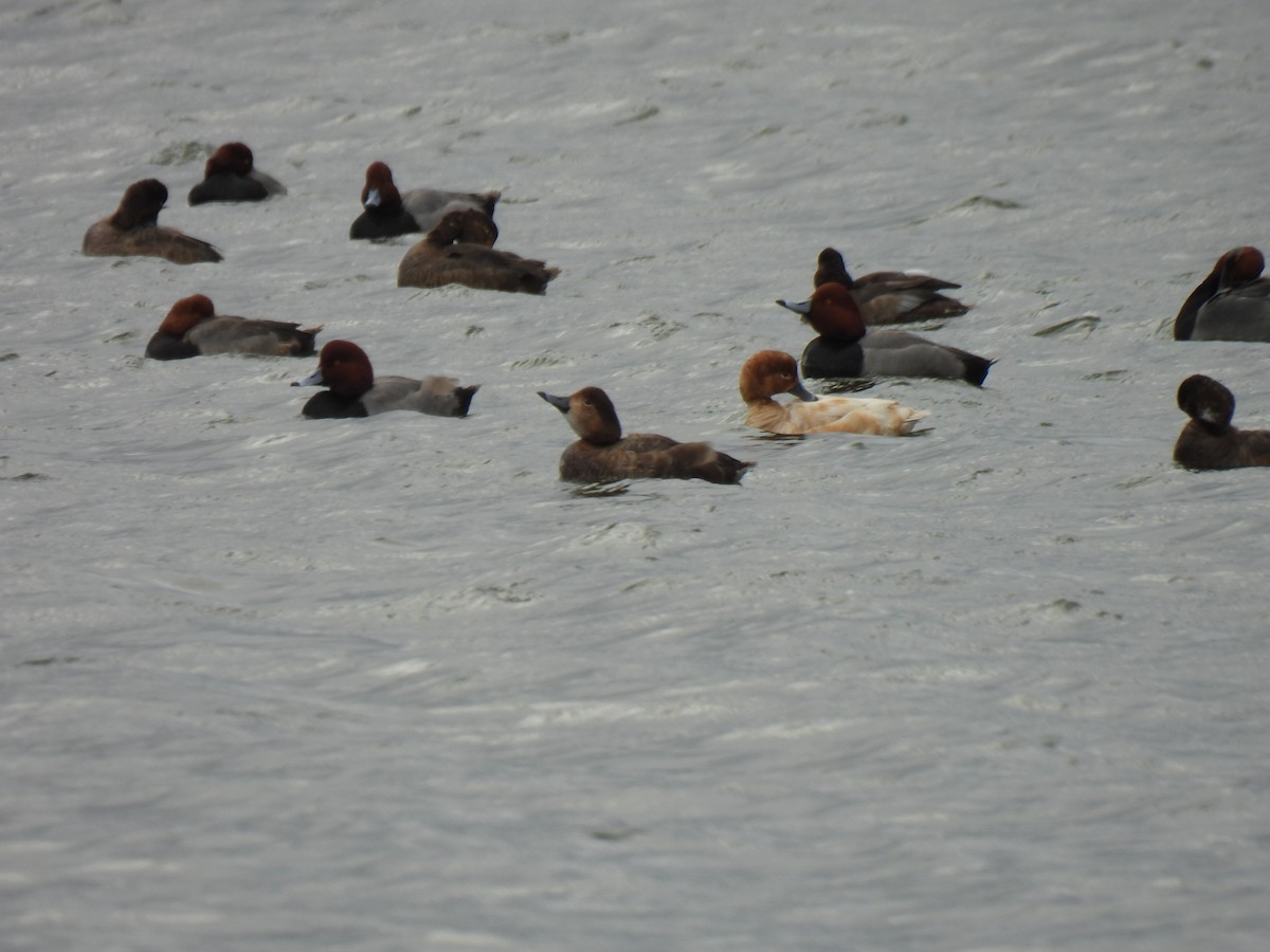 Попелюх американський - ML647038790