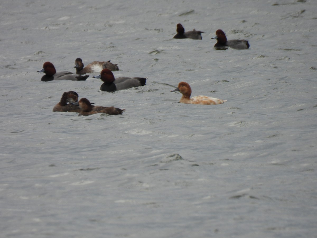 Попелюх американський - ML647038791