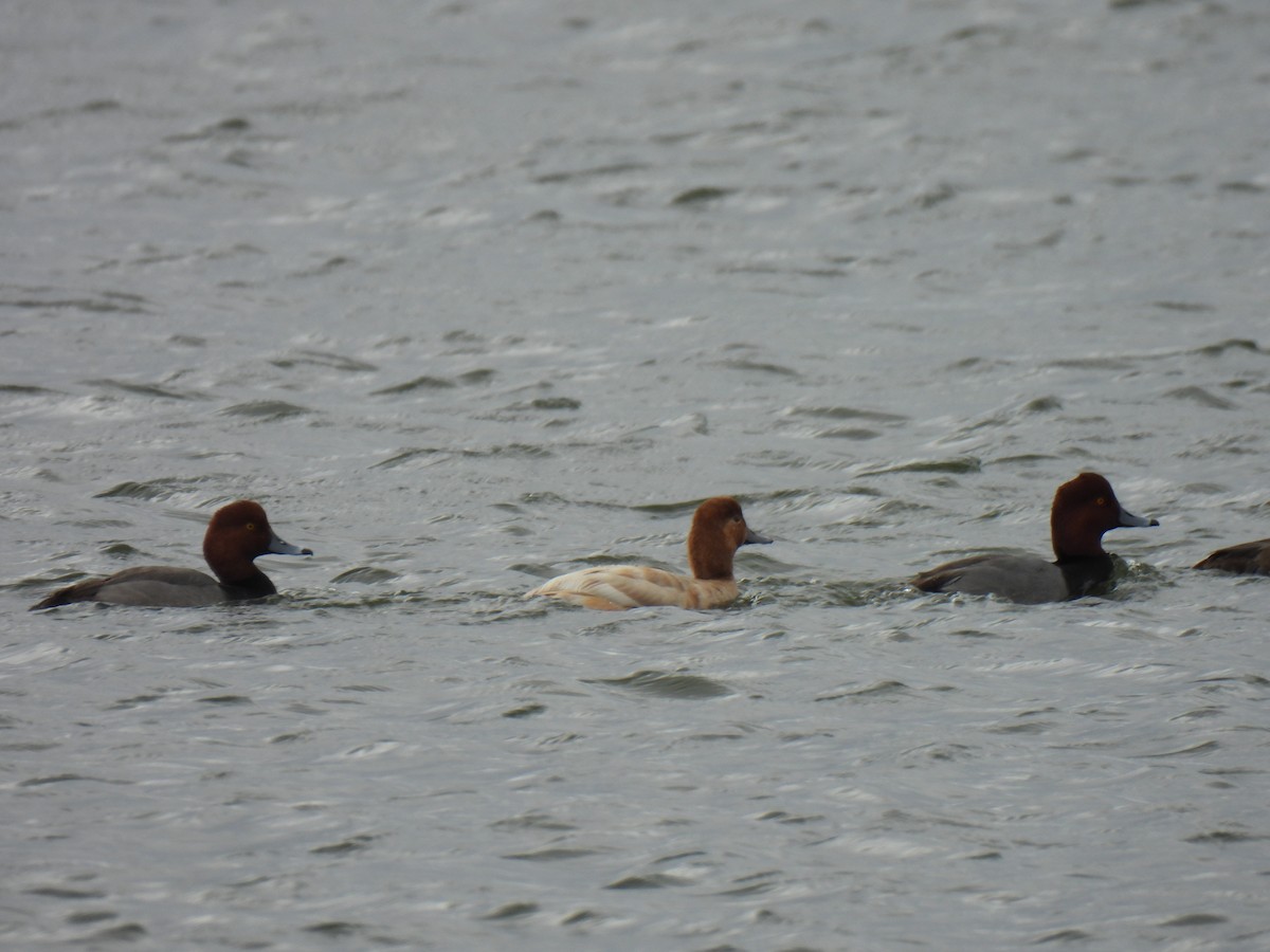 Попелюх американський - ML647038792