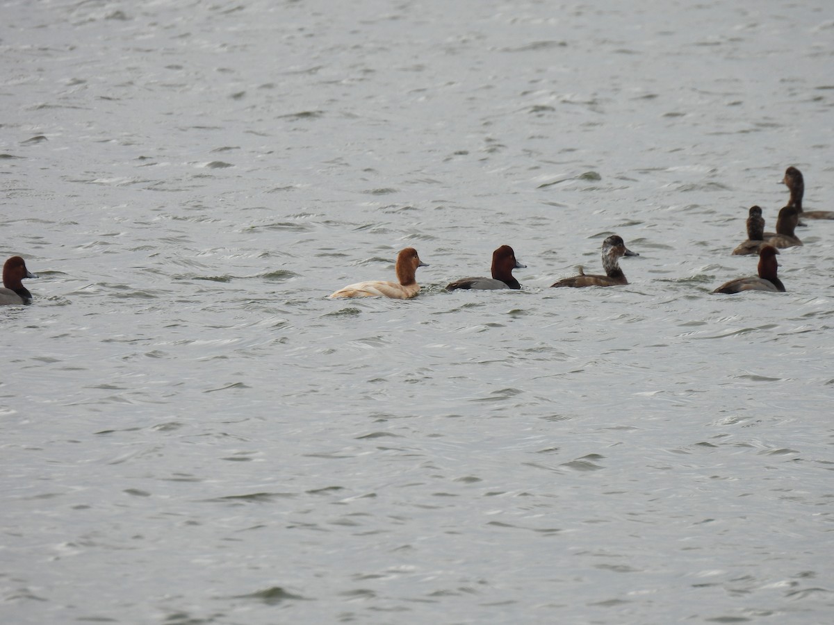 Попелюх американський - ML647038793