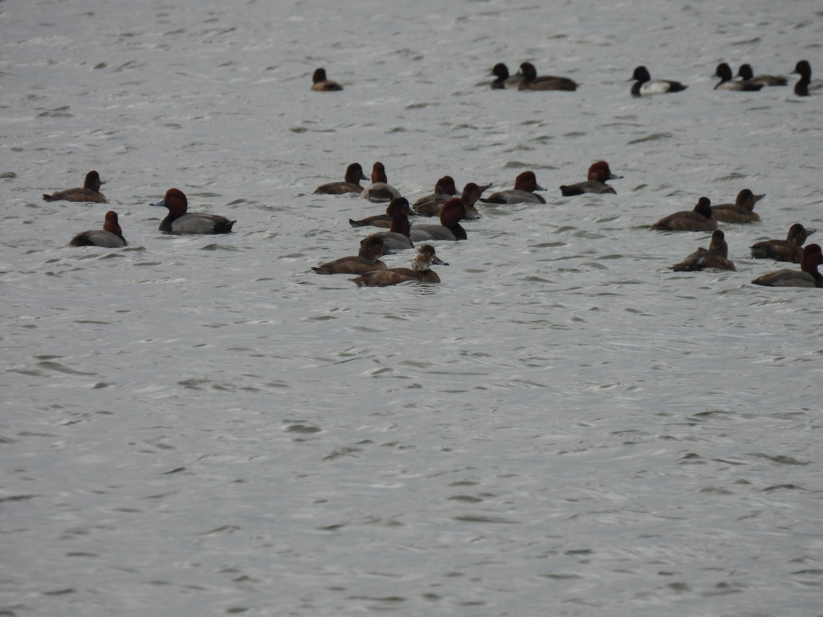 Попелюх американський - ML647038794