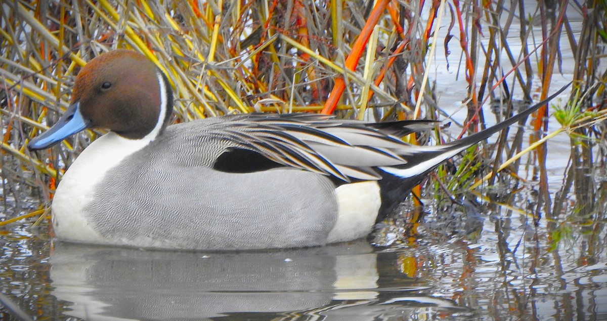 Шилохвіст північний - ML647038795