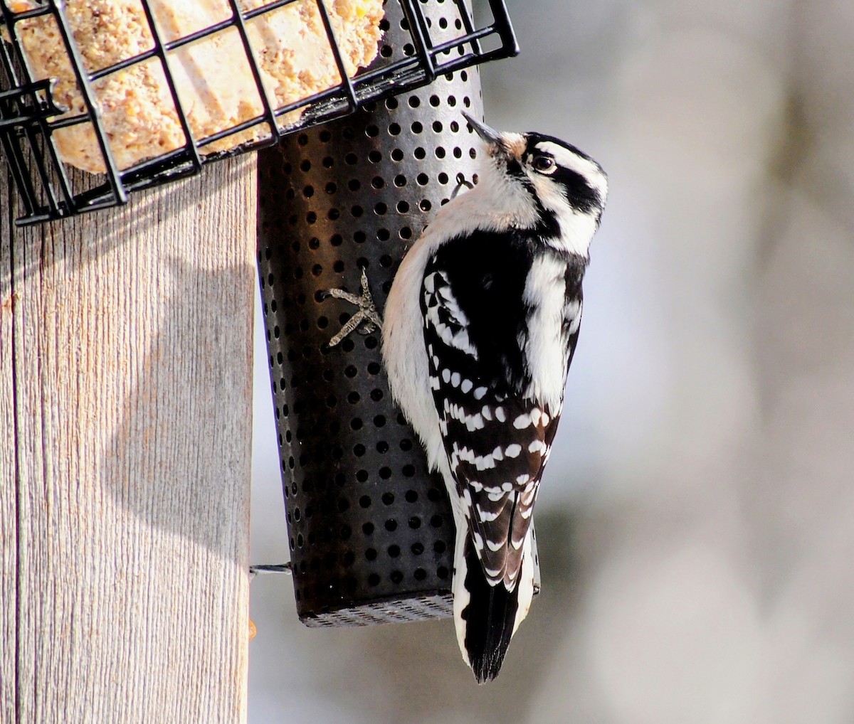 Дятел пухнастий - ML647038798