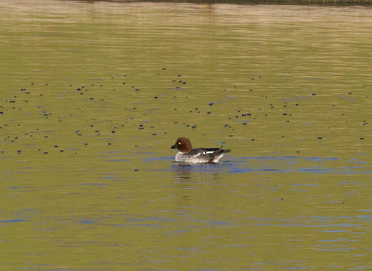 Гоголь зеленоголовий - ML647038800