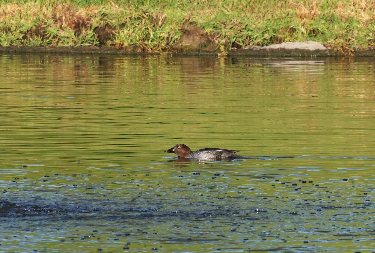 Гоголь зеленоголовий - ML647038801