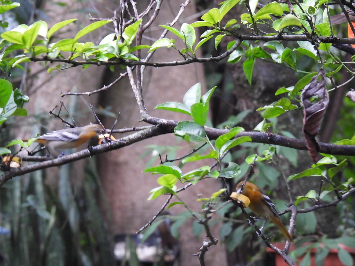 Трупіал балтиморський - ML647038802