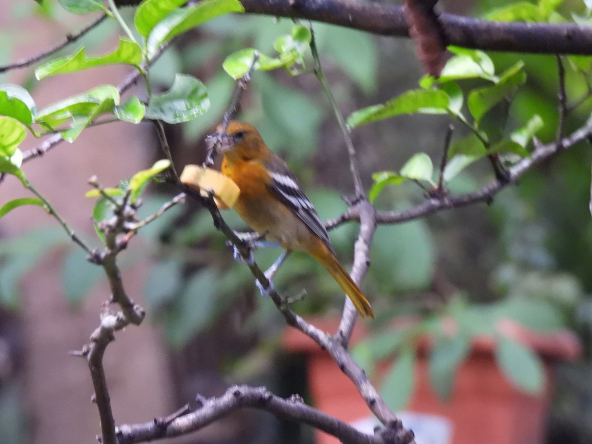 Трупіал балтиморський - ML647038803