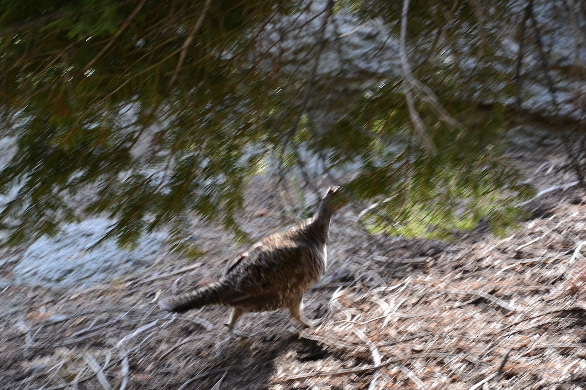 Тетерук гірський - ML647038804