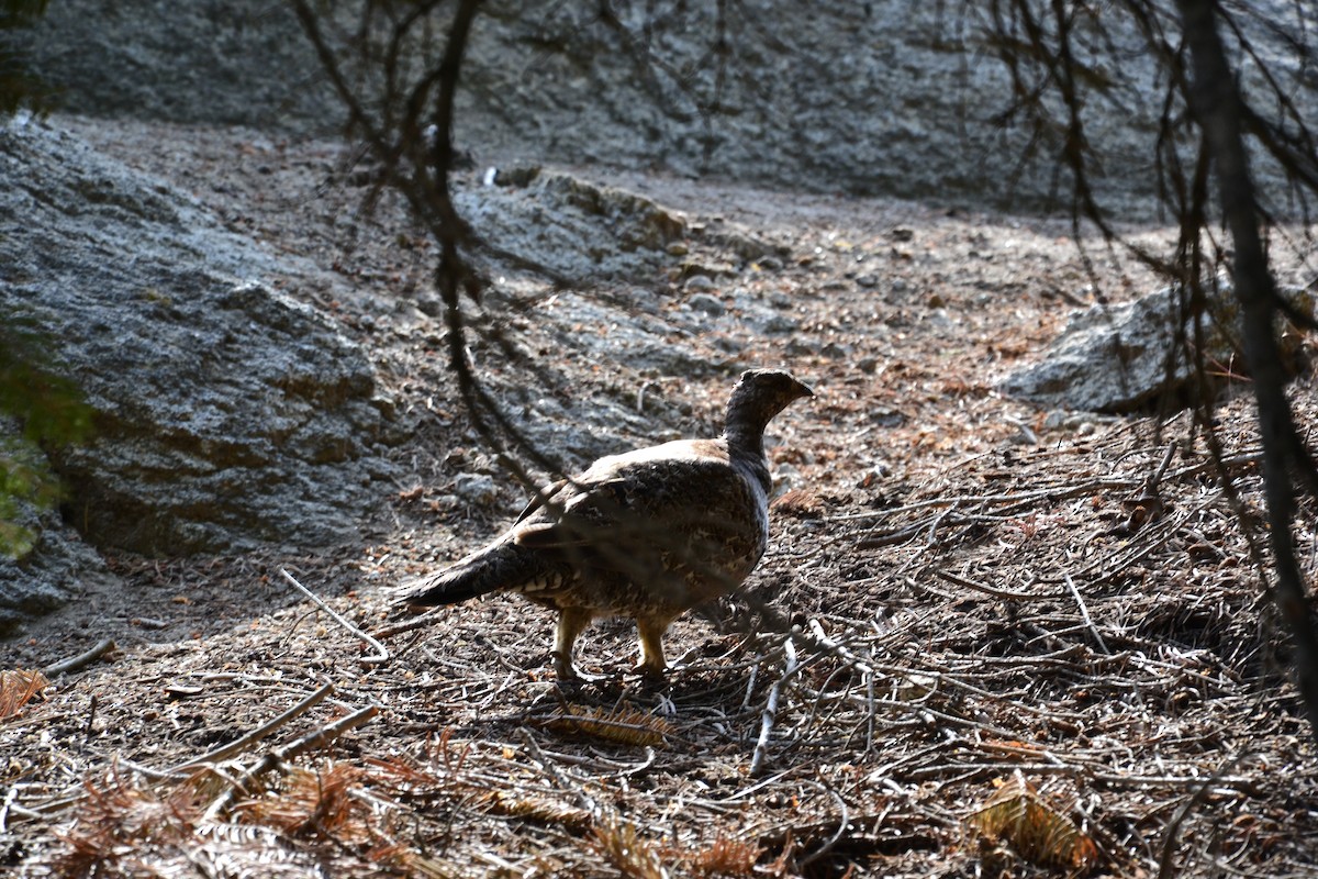 Тетерук гірський - ML647038805