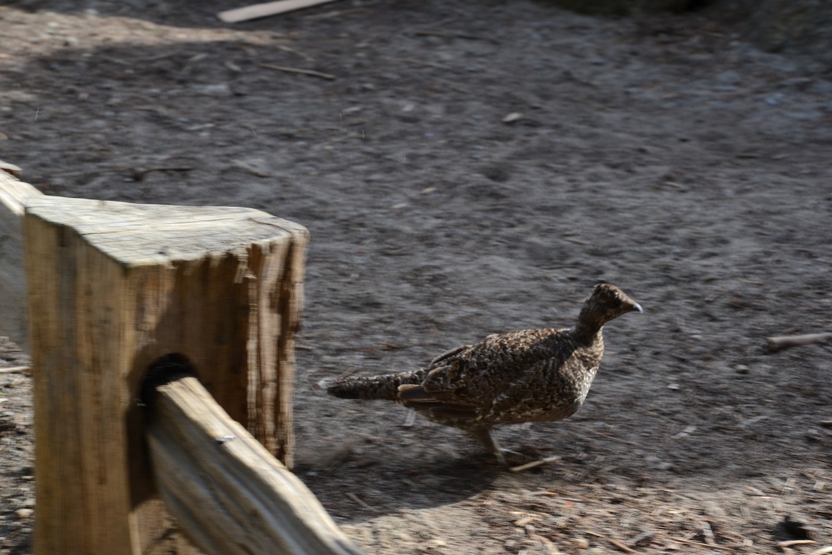 Тетерук гірський - ML647038806