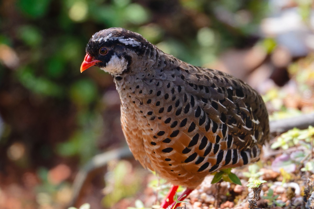 Перепілка червонодзьоба - ML647038807