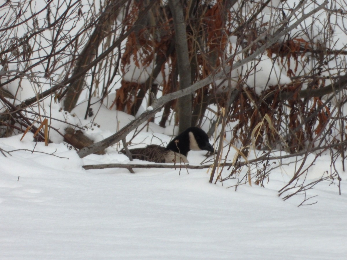 Казарка канадська - ML647038808