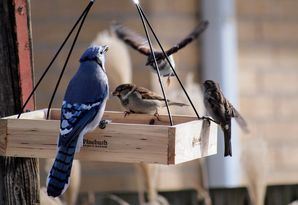 Сизойка блакитна - ML647038809