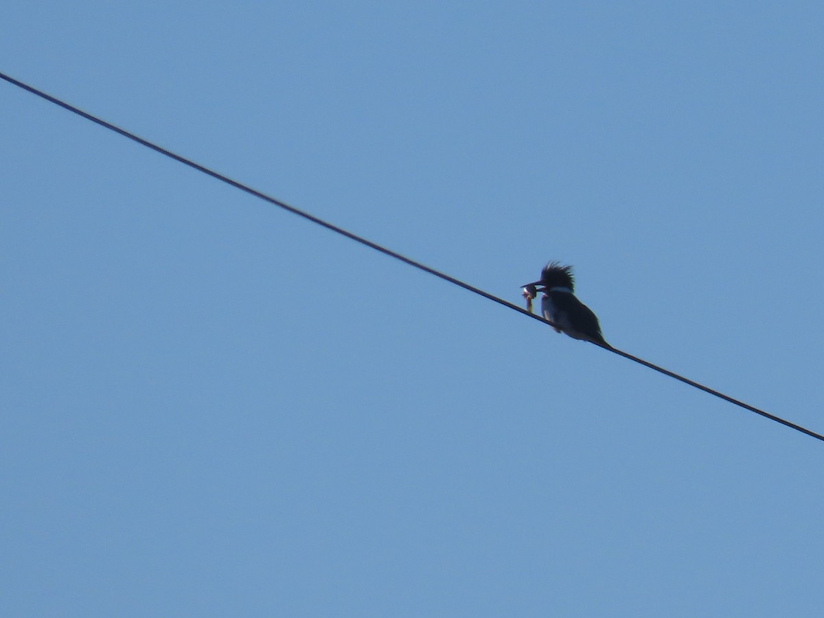 Рибалочка-чубань північний - ML647038810