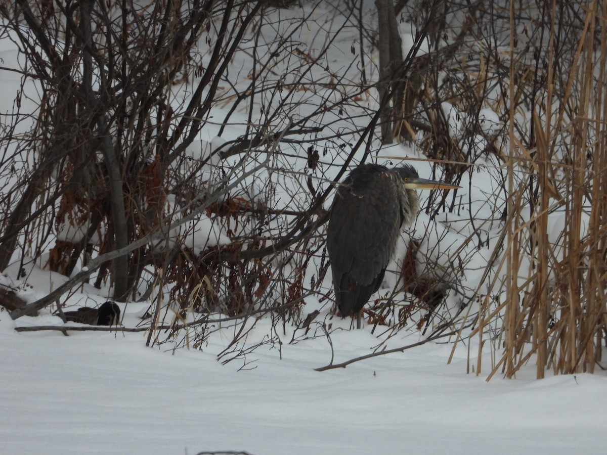 Чапля північна - ML647038811