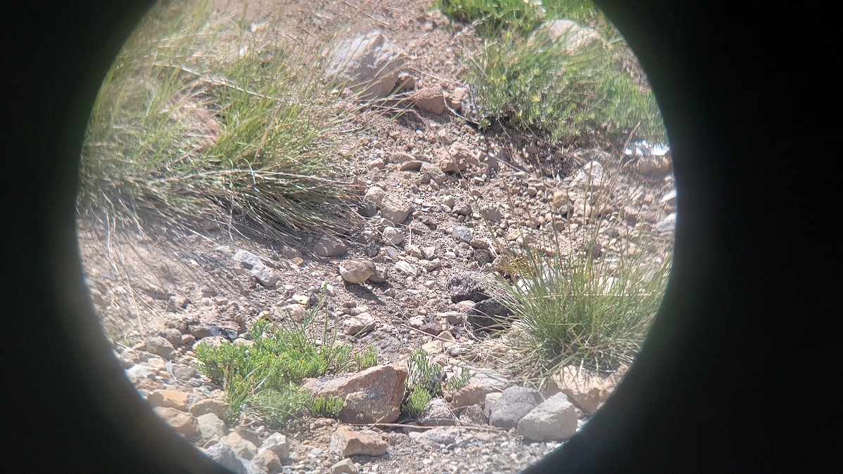 Посвірж великий - ML647038812