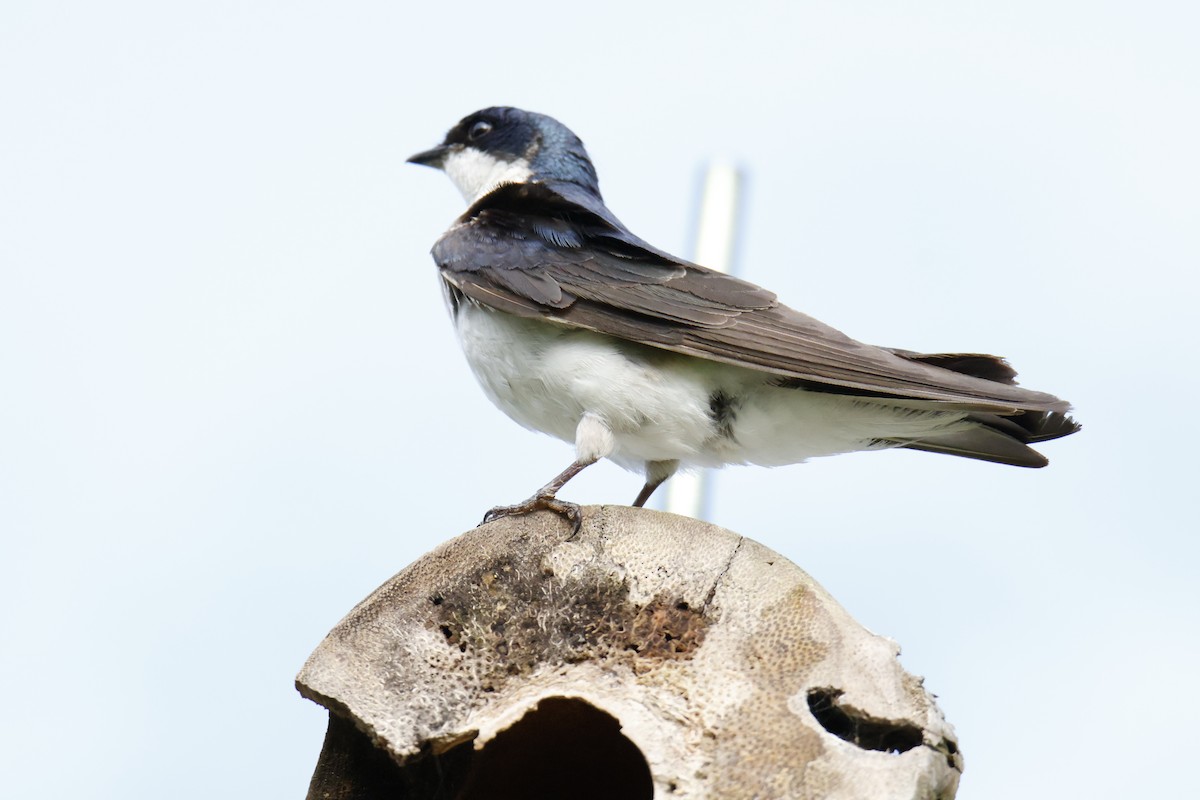 White-rumped Swallow - ML647038813