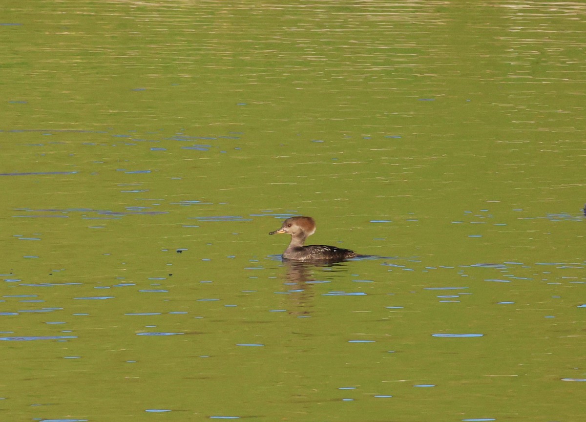 Крех жовтоокий - ML647038815