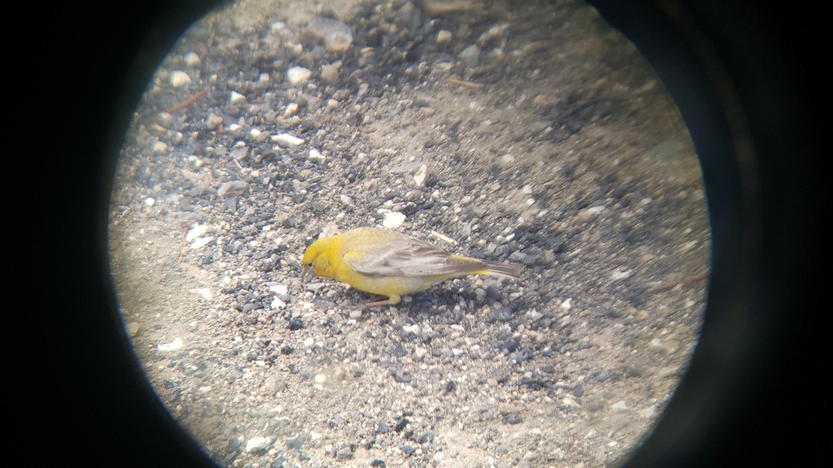 Посвірж великий - ML647038816