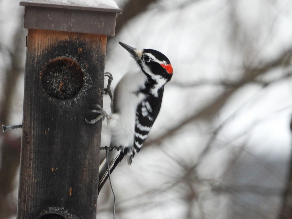Дятел волохатий - ML647038817
