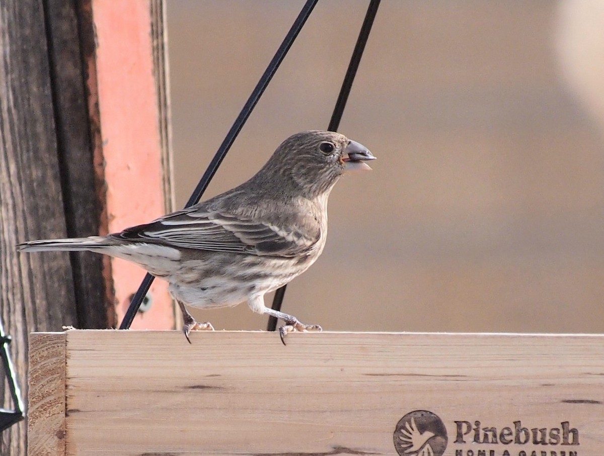 Чечевиця садова - ML647038818