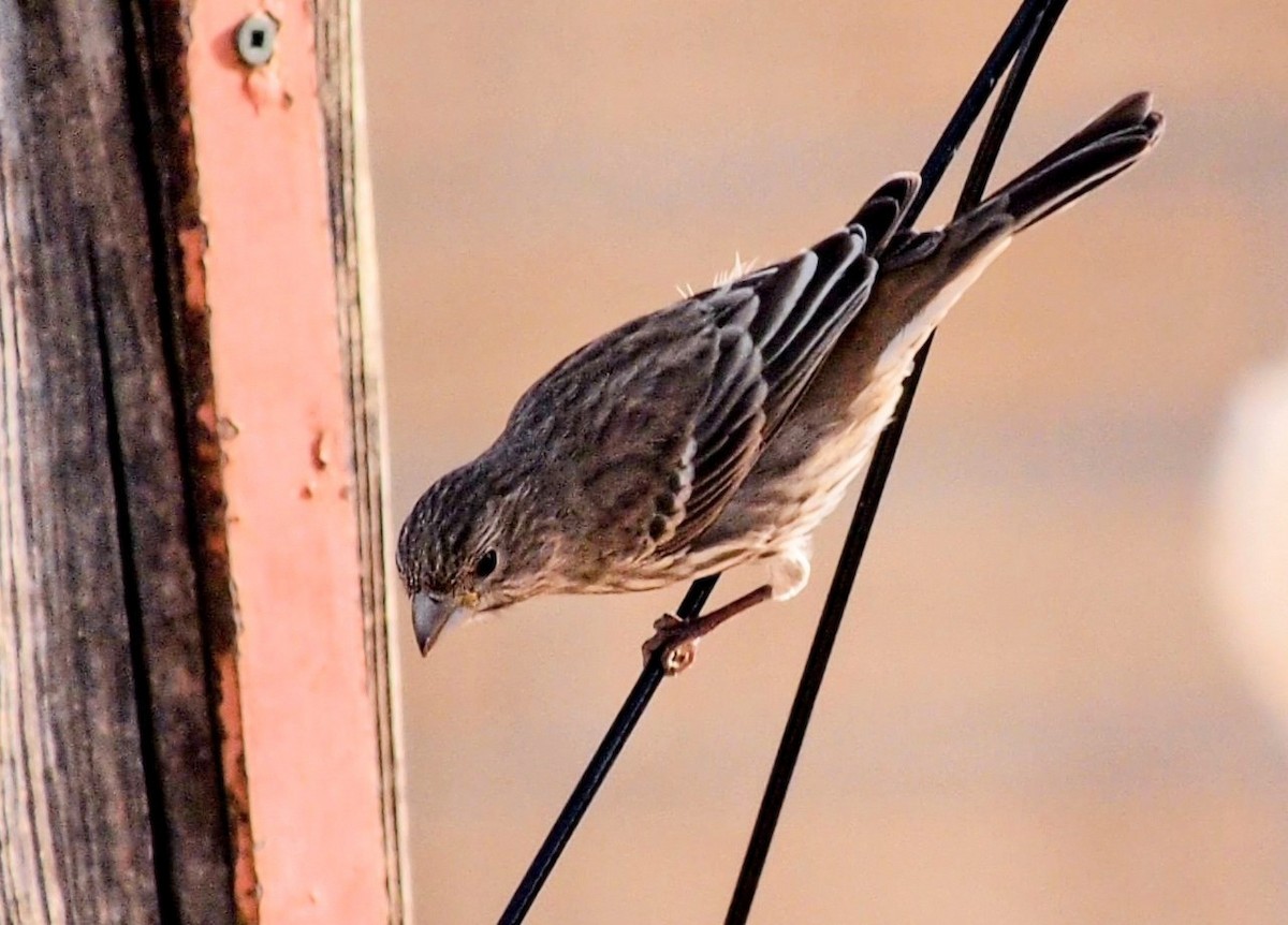 Чечевиця садова - ML647038821