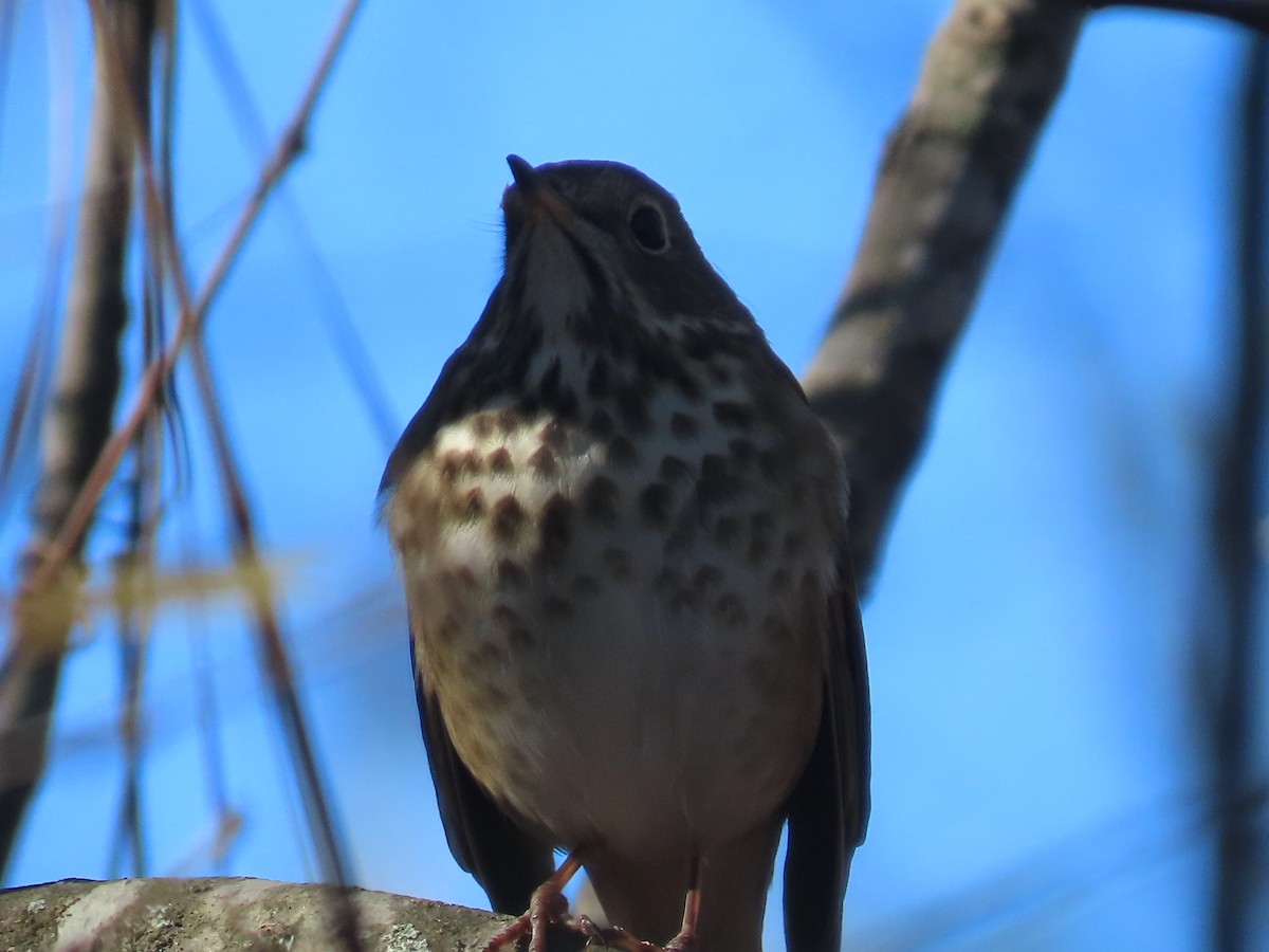 Hermit Thrush - ML647038825