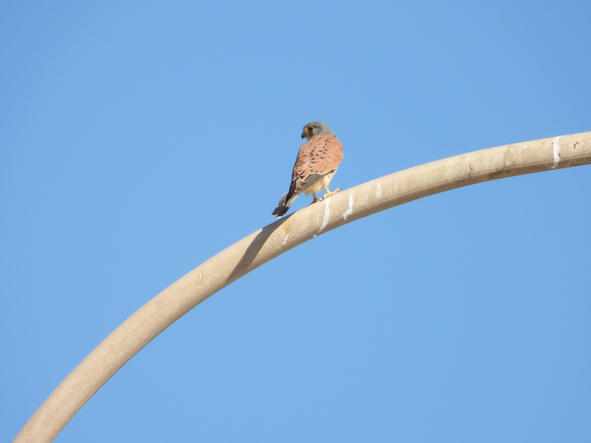 Eurasian Kestrel - ML647038827