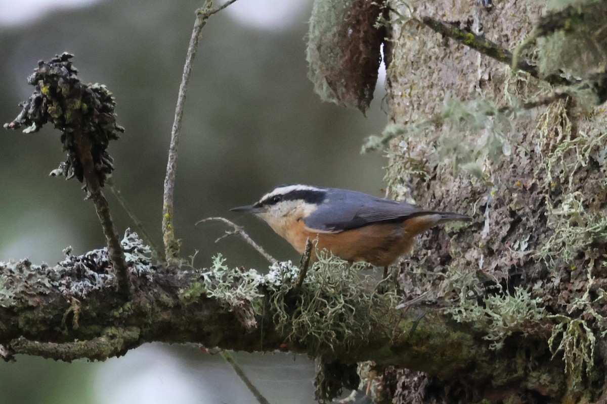 Red-breasted Nuthatch - ML647038835