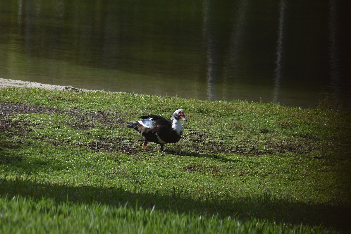 pižmovka americká (domestikovaná) - ML647038838