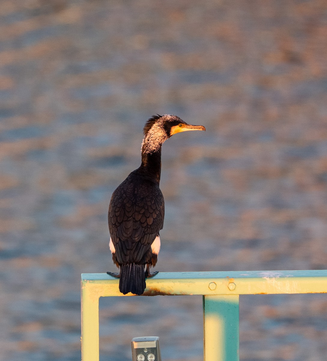 Баклан великий - ML647038840