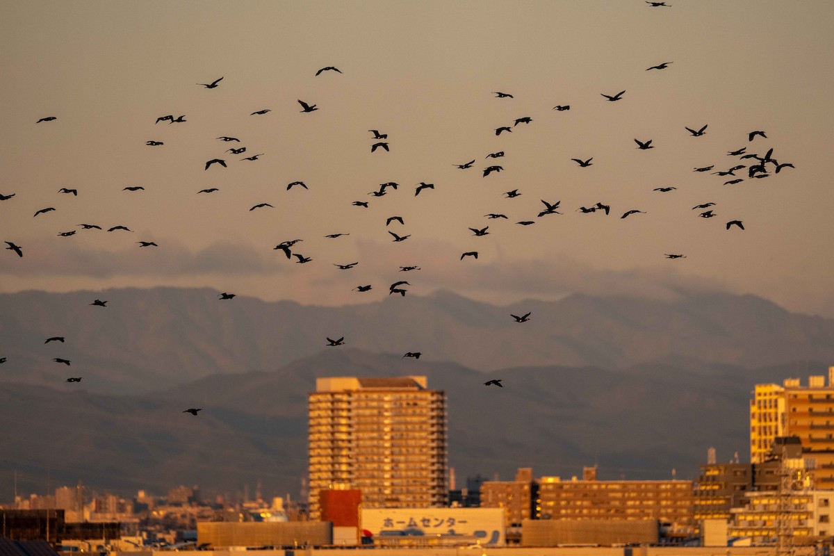 Баклан великий - ML647038848