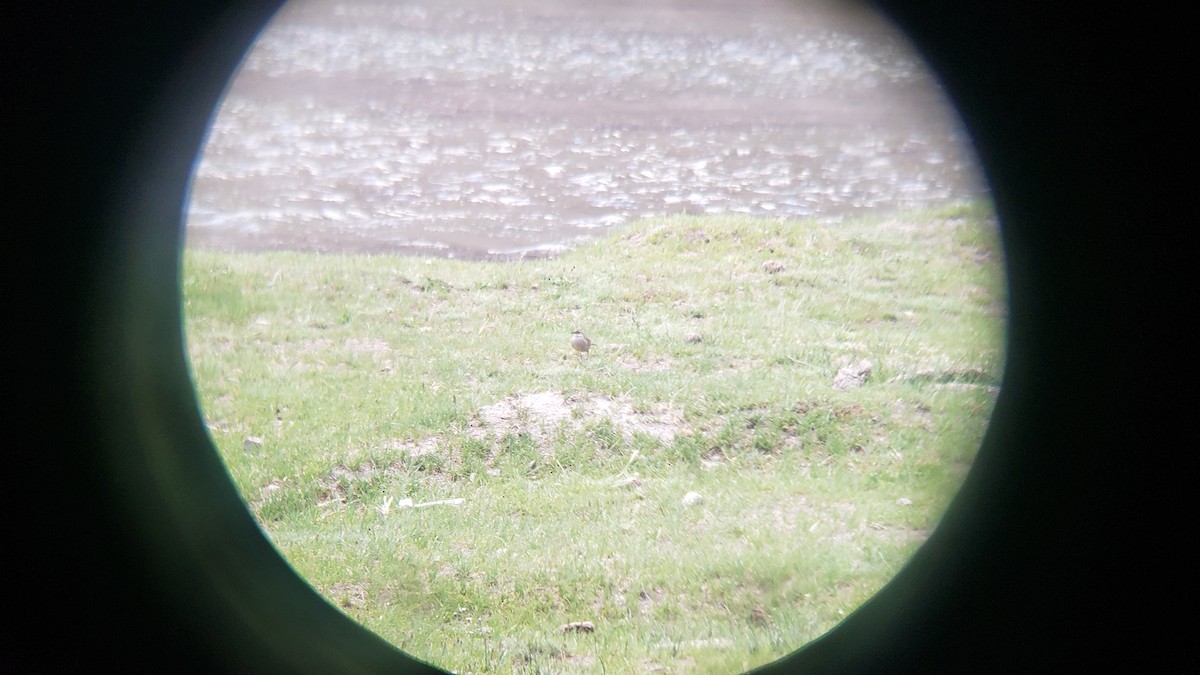 Buff-winged Cinclodes - ML647038850